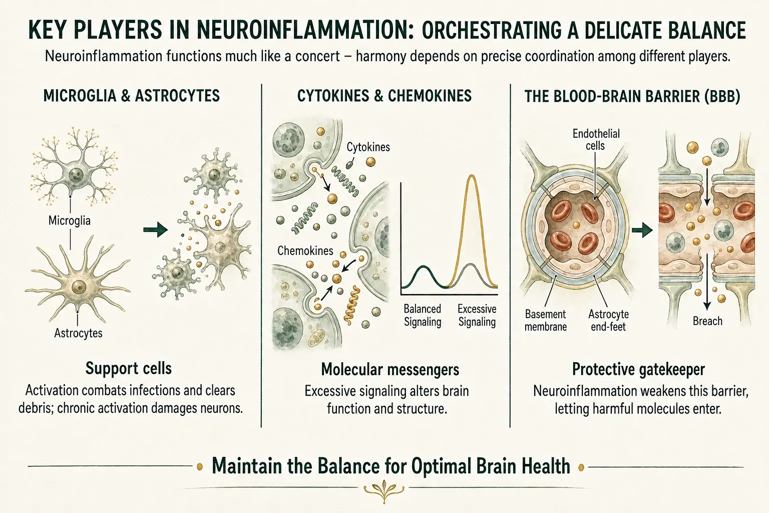 Labeled infographic explaining microglia and astrocytes, cytokines and chemokines, and the blood-brain barrier.
