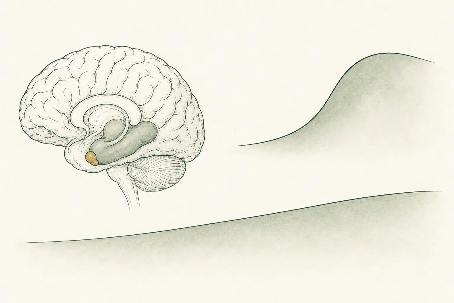 A brain in side view with the inner temporal region shaded, beside two ridge-like lines: one rising steeply over a short span and one rising slowly across the whole width.